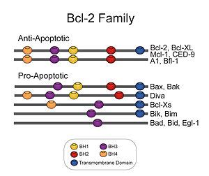 bcl-2 family